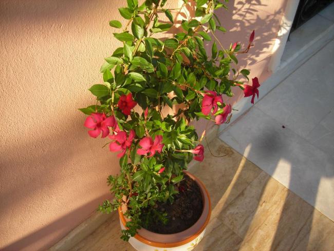 Name:  DSCN3078.jpg
Views: 652
Size:  57.4 KB