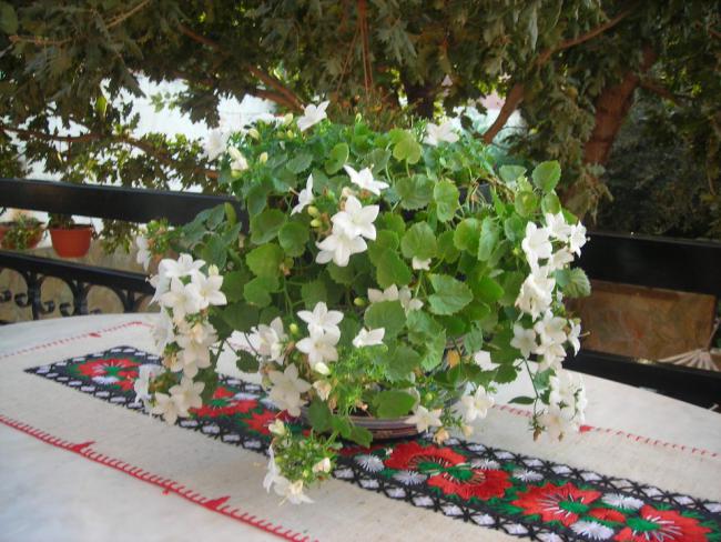 Name:  DSCN3096.jpg
Views: 780
Size:  63.7 KB