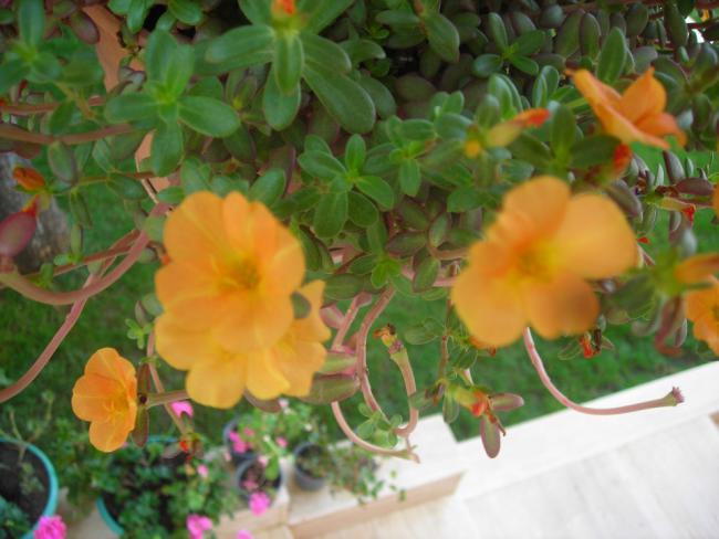 Name:  DSCN3112.jpg
Views: 728
Size:  43.7 KB