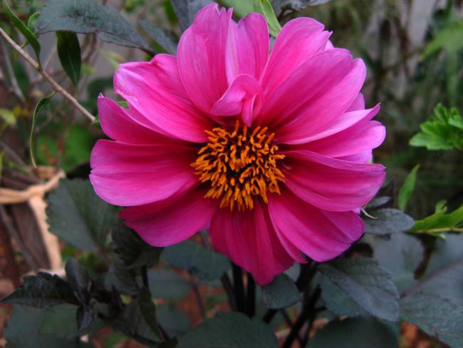 Name:  dahlia.jpg
Views: 1453
Size:  40.8 KB