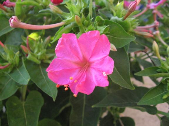 Name:  pembe.JPG
Views: 1117
Size:  42.9 KB