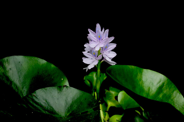 Name:  SU_SUMBULU3.jpg
Views: 1145
Size:  61.2 KB