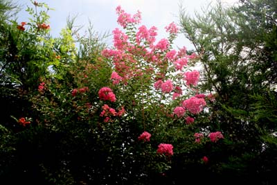 Name:  IMG_7369.JPG
Views: 1104
Size:  57.0 KB
