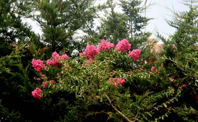 Name:  IMG_7373.JPG
Views: 1125
Size:  60.0 KB