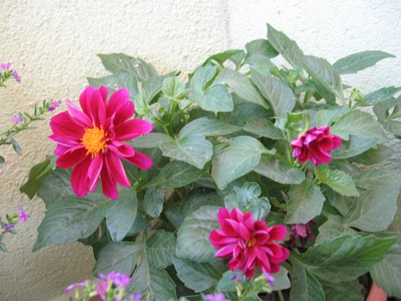 Name:  dahlia.JPG
Views: 1544
Size:  53.6 KB