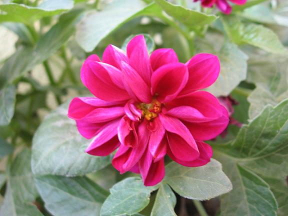 Name:  dahlia yakn.JPG
Views: 1506
Size:  41.7 KB