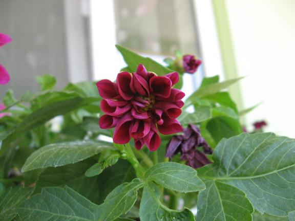 Name:  tam amam dahlia.JPG
Views: 1567
Size:  37.0 KB