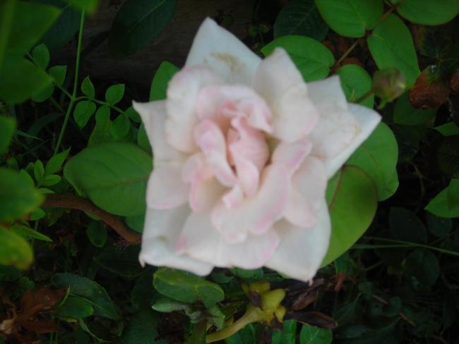 Name:  DSCN3140.jpg
Views: 661
Size:  30.4 KB