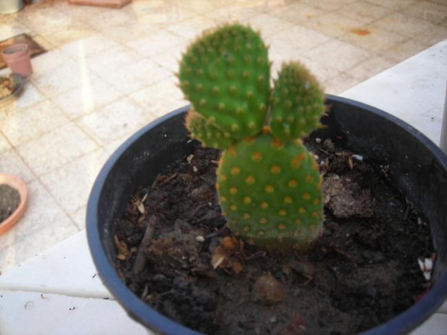 Name:  DSCN3141.jpg
Views: 660
Size:  34.5 KB