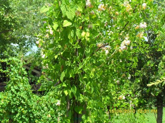 Name:  022.jpg
Views: 693
Size:  74.5 KB