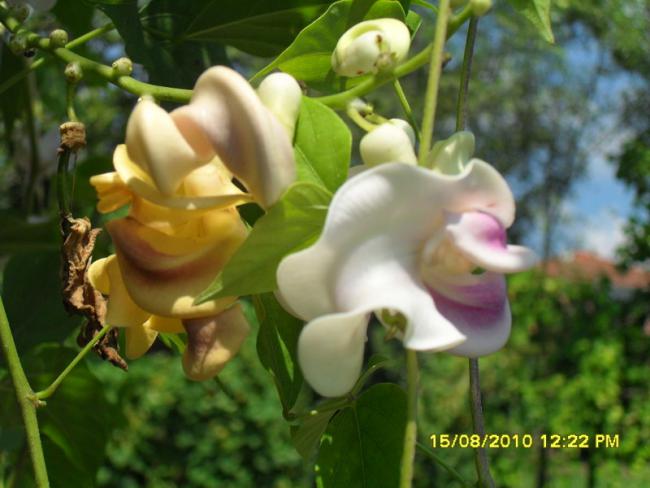 Name:  016.jpg
Views: 672
Size:  41.2 KB