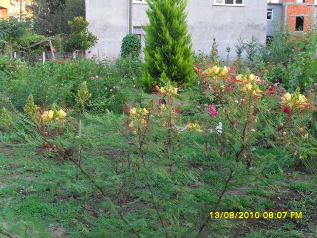 Name:  051.jpg
Views: 713
Size:  70.5 KB