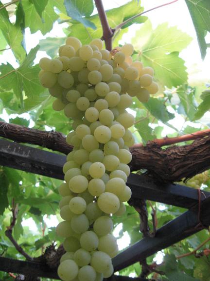 Name:  ekirdeksiz.JPG
Views: 1364
Size:  49.1 KB