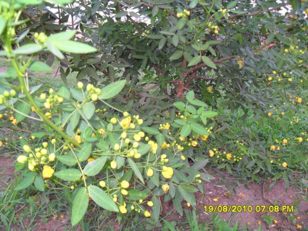 Name:  008.jpg
Views: 550
Size:  72.1 KB