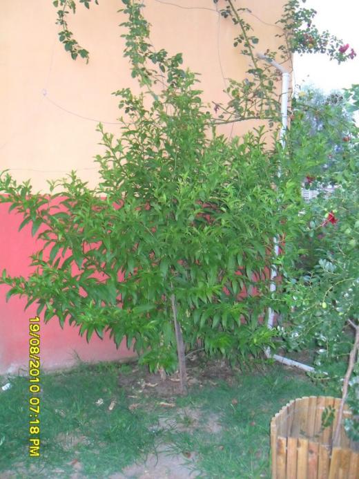 Name:  033.jpg
Views: 620
Size:  69.2 KB