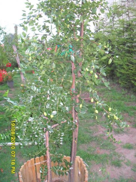 Name:  032.jpg
Views: 614
Size:  71.1 KB