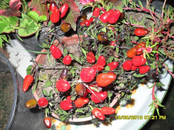 Name:  045.jpg
Views: 595
Size:  72.3 KB