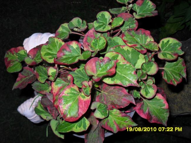 Name:  051.jpg
Views: 612
Size:  55.9 KB