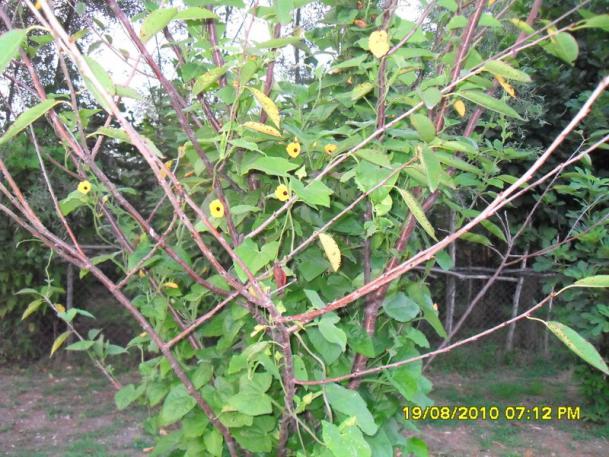 Name:  019.jpg
Views: 549
Size:  72.3 KB