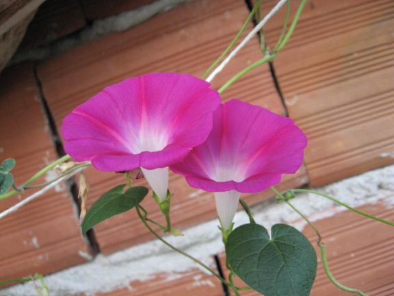 Name:  sabah s 2.JPG
Views: 1197
Size:  38.1 KB