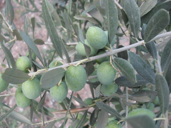 Name:  zeytin.JPG
Views: 1208
Size:  47.1 KB