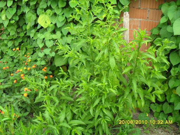 Name:  017.jpg
Views: 1410
Size:  71.0 KB