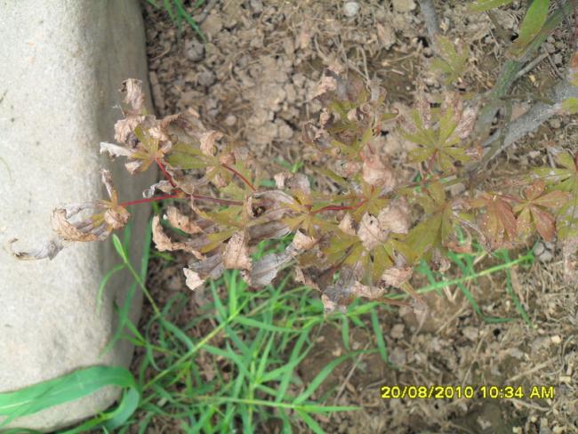 Name:  022.jpg
Views: 852
Size:  63.1 KB