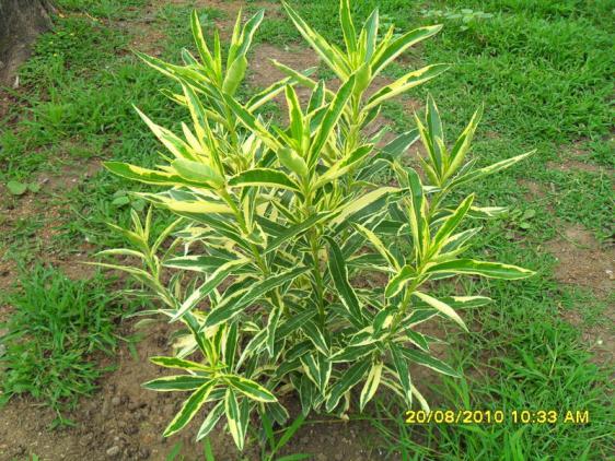 Name:  019.jpg
Views: 984
Size:  72.8 KB
