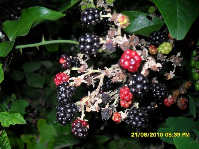 Name:  009.jpg
Views: 826
Size:  54.1 KB