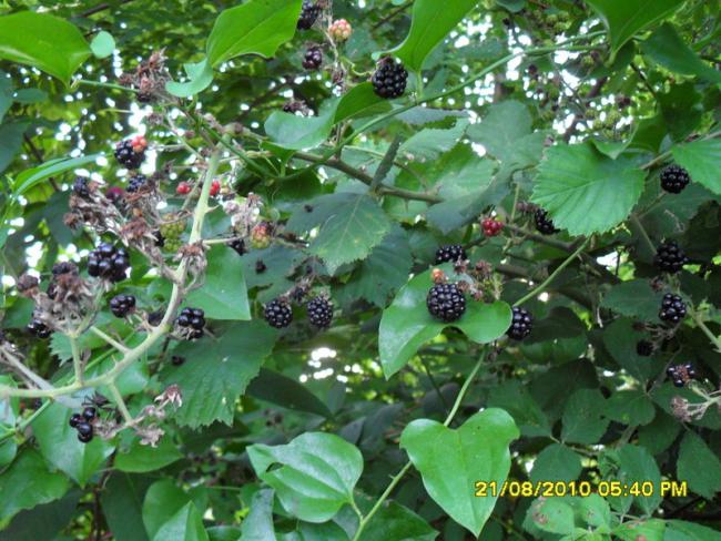 Name:  010.jpg
Views: 858
Size:  69.0 KB