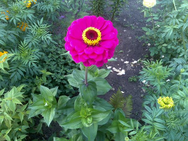 Name:  Foto1247.jpg
Views: 742
Size:  71.0 KB