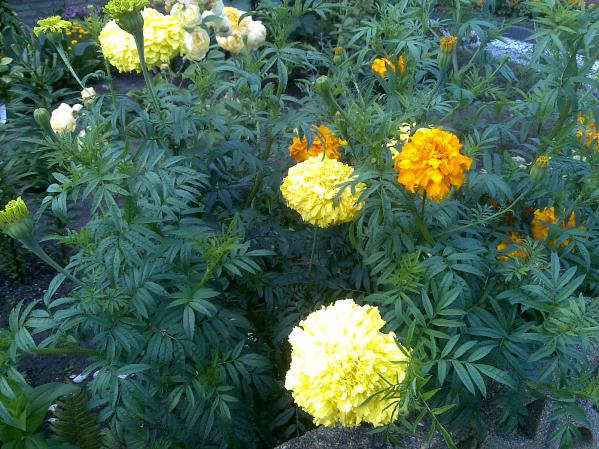 Name:  Foto1249.jpg
Views: 733
Size:  71.3 KB