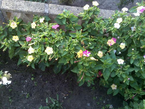 Name:  Foto1257.jpg
Views: 704
Size:  70.8 KB