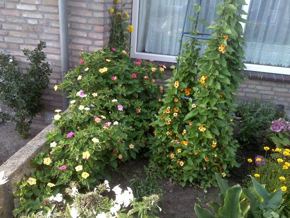Name:  Foto1259.jpg
Views: 712
Size:  71.1 KB