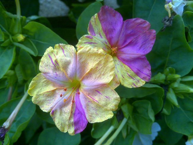 Name:  Foto1262.jpg
Views: 742
Size:  45.2 KB