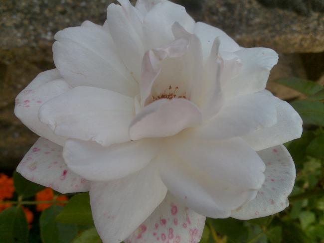 Name:  Foto1271.jpg
Views: 1149
Size:  25.1 KB