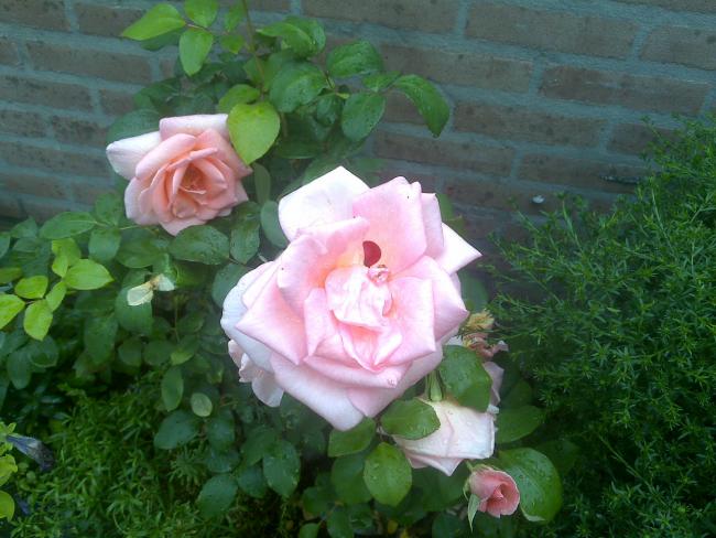 Name:  Foto1288.jpg
Views: 704
Size:  50.5 KB