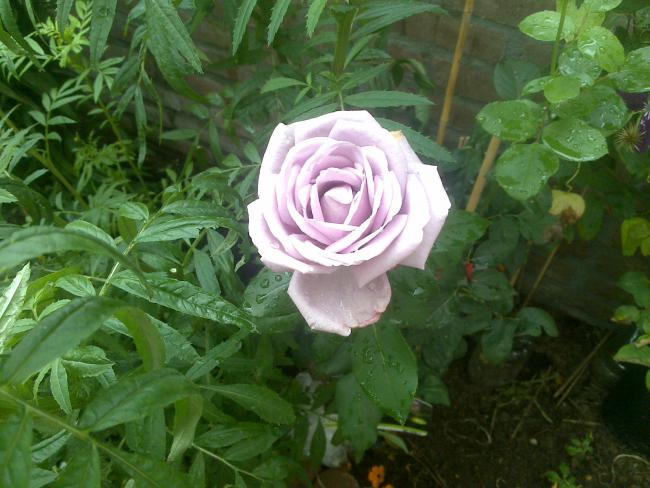 Name:  Foto1296.jpg
Views: 748
Size:  52.2 KB