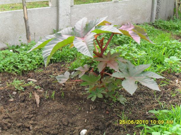 Name:  179.jpg
Views: 1131
Size:  71.5 KB