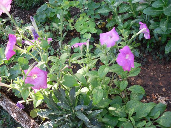 Name:  SDC11110 copy.jpg
Views: 770
Size:  71.6 KB