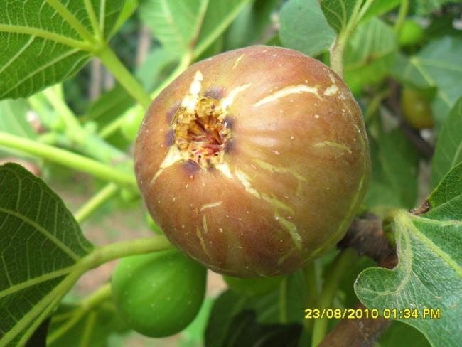 Name:  013.jpg
Views: 864
Size:  42.6 KB