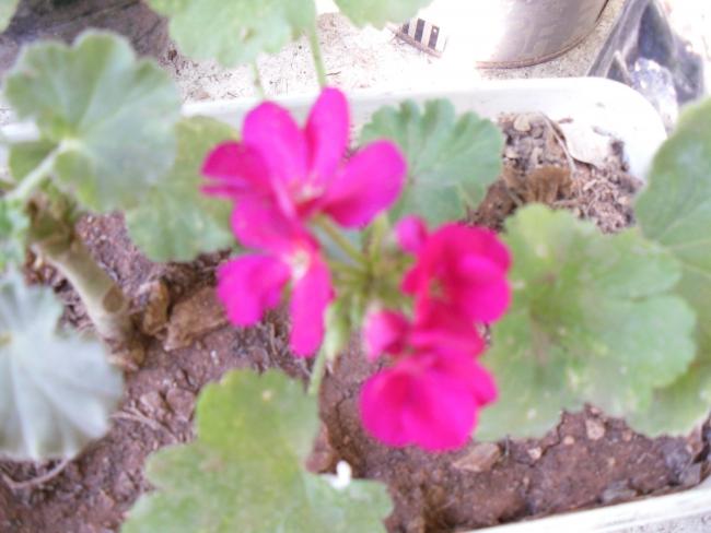 Name:  SDC11114 copy.jpg
Views: 706
Size:  37.7 KB