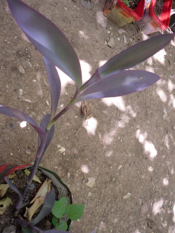 Name:  SDC11115 copy.jpg
Views: 701
Size:  71.9 KB