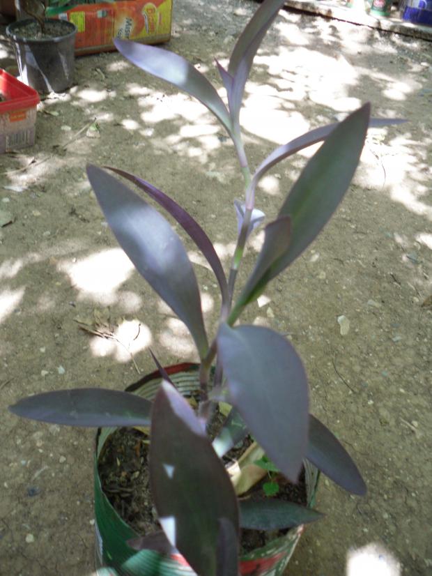 Name:  SDC11116 copy.jpg
Views: 691
Size:  71.4 KB