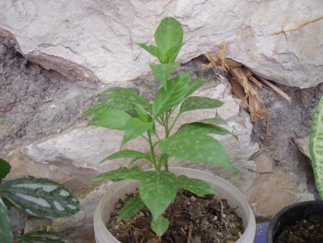 Name:  SDC11118 copy.jpg
Views: 675
Size:  54.9 KB
