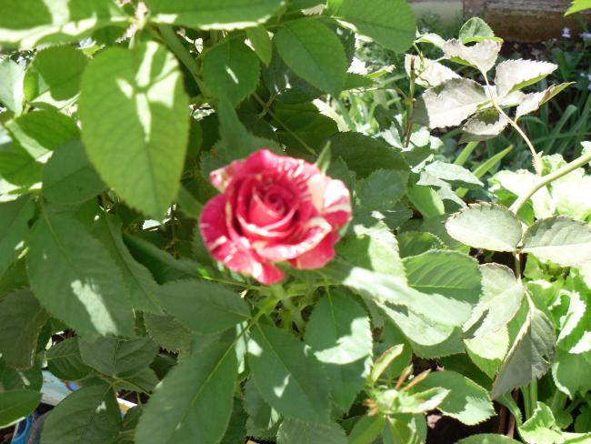 Name:  SDC11121 copy.jpg
Views: 702
Size:  58.2 KB