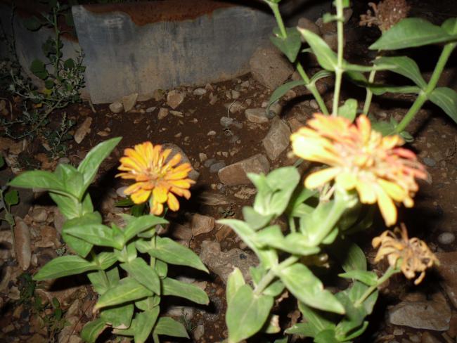 Name:  SDC11172 copy.jpg
Views: 700
Size:  55.8 KB