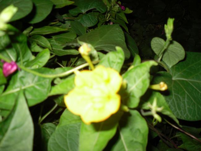 Name:  SDC11173 copy.jpg
Views: 660
Size:  37.4 KB