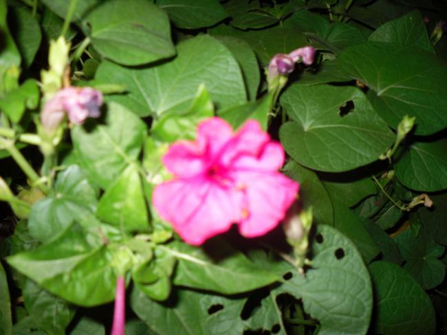 Name:  SDC11174 copy.jpg
Views: 687
Size:  41.8 KB