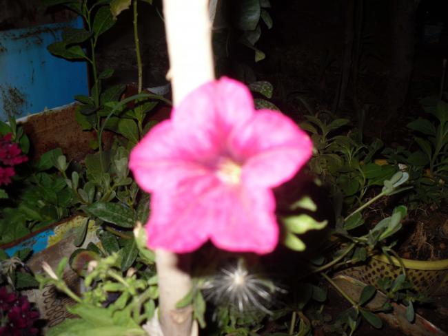Name:  SDC11175 copy.jpg
Views: 689
Size:  40.7 KB